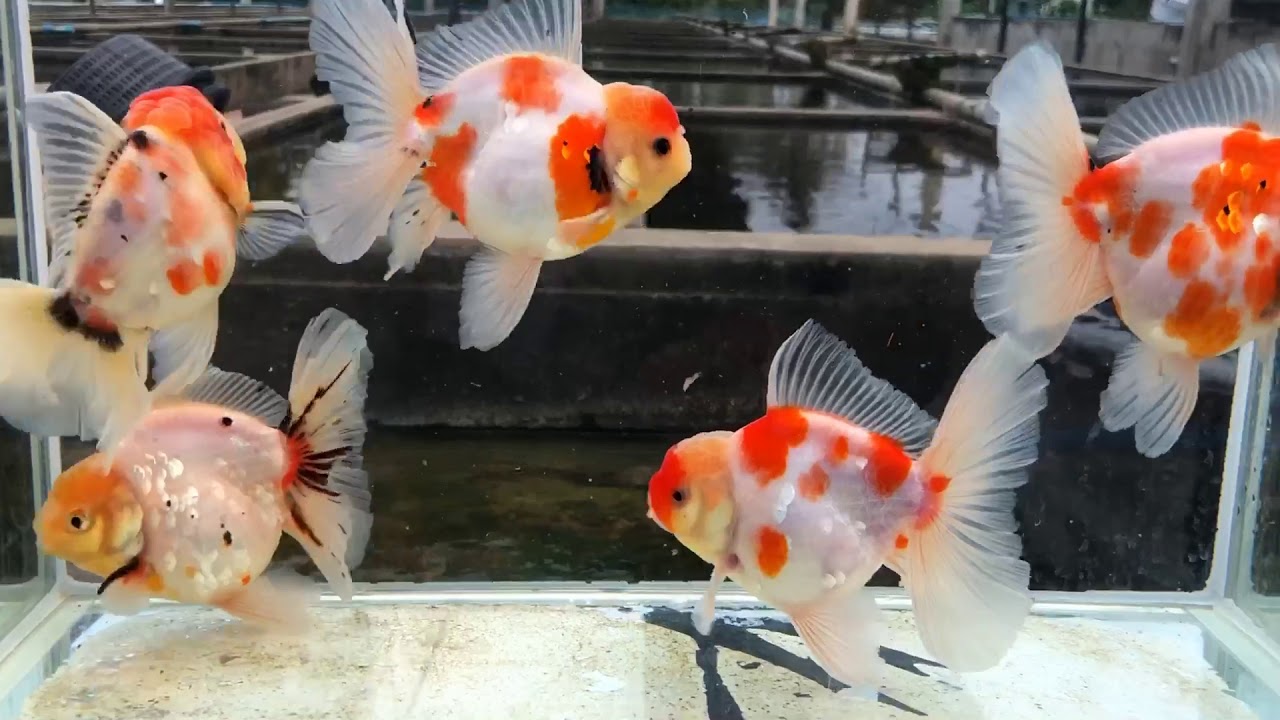 Goldfish kingdom 👑