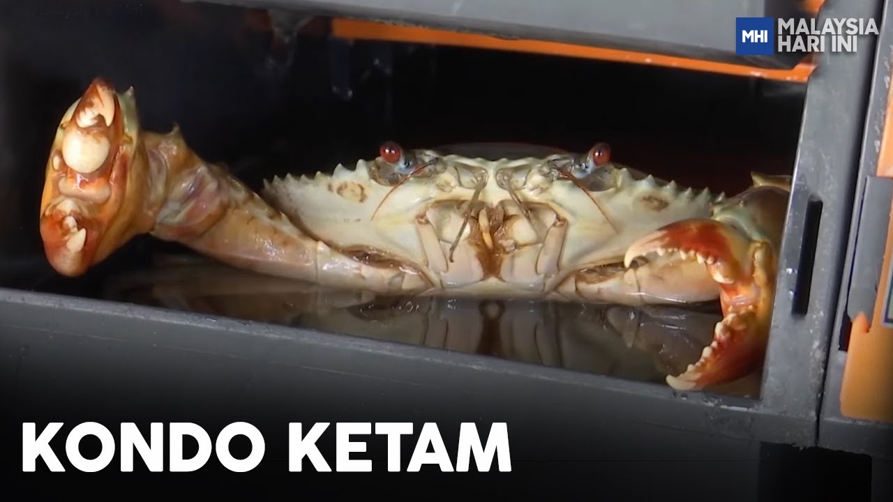 Kondo Ketam | MHI (7 Januari 2023)