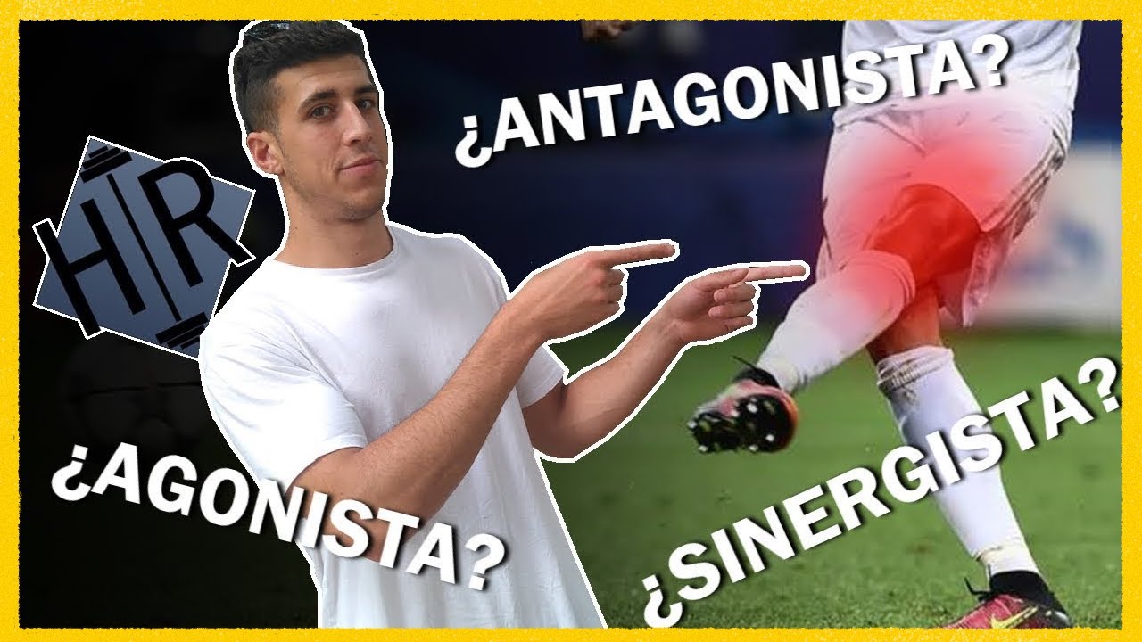 &iquest;Qu&eacute; m&uacute;sculo es AGONISTA ANTAGONISTA y SINERGISTA? 🤔