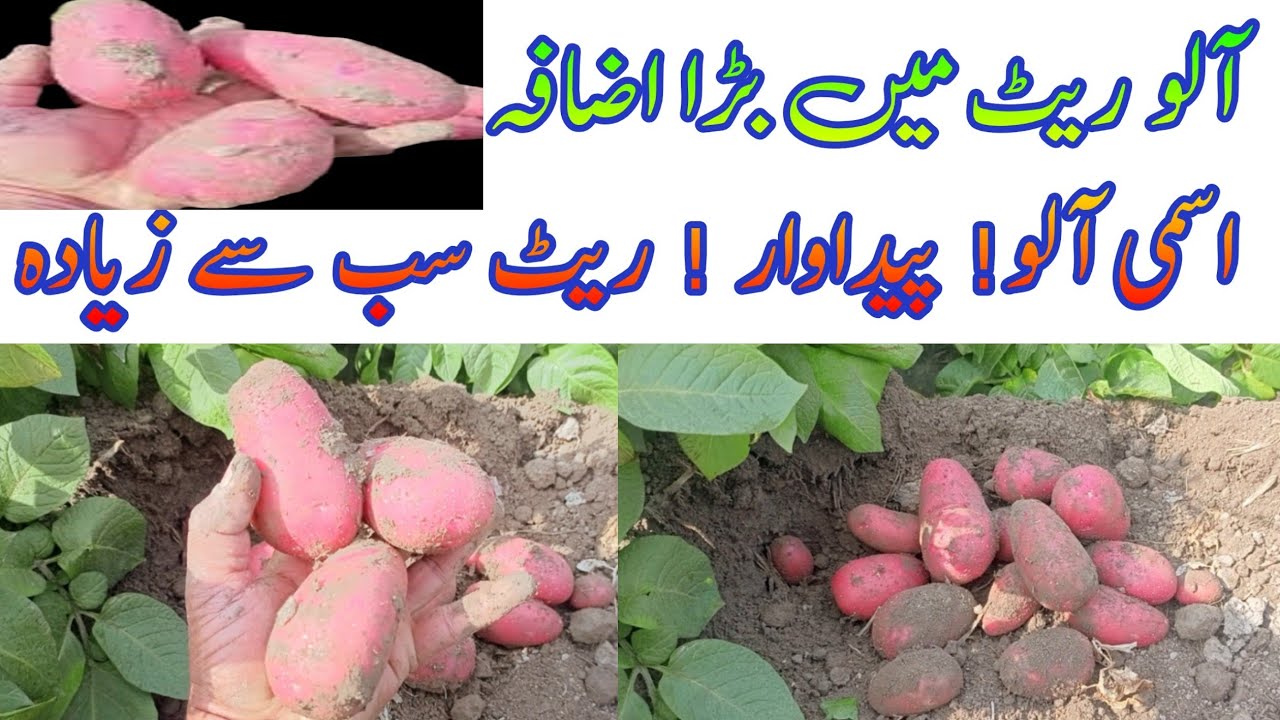 Potato Alooo Esmee Warity ziyda Pedawr!اسمی ورائٹی پیداوار اور ریٹ میں آگے!150بوری سے زیادہ پیداوار 