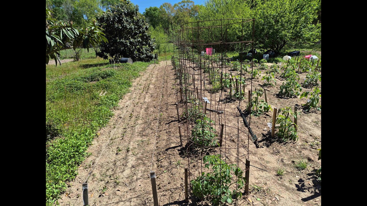 Установка опор для моих томатов черри в Техасе, зона 9a.