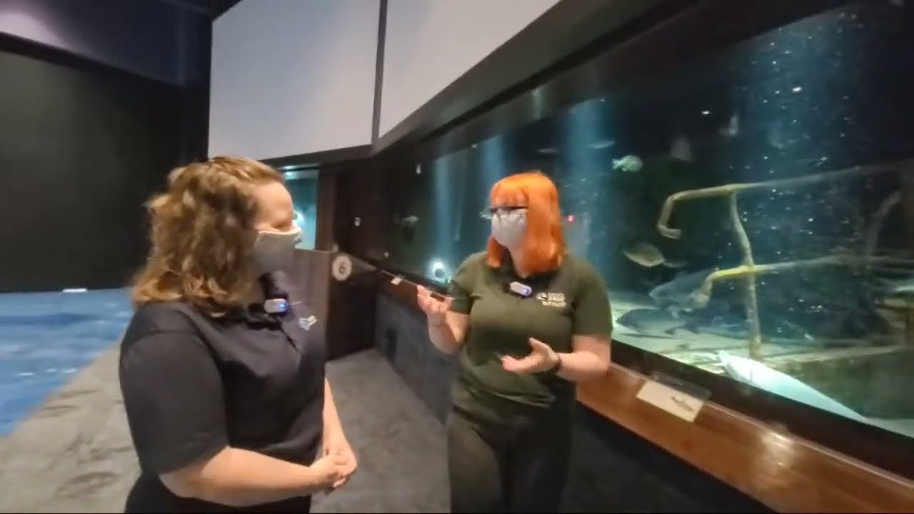 Meet the Lake Sturgeon! - The [Great] Lakes Roadtrip Live