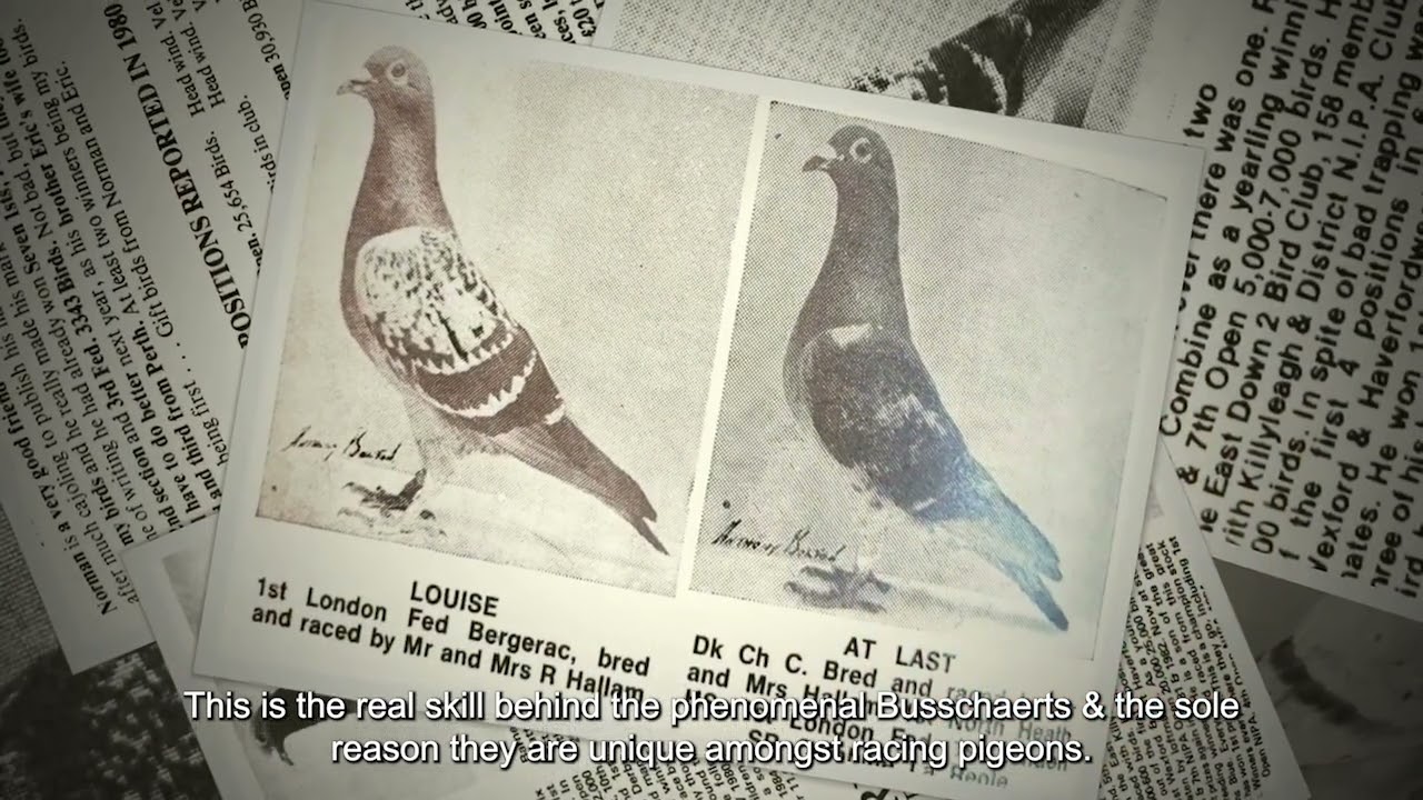 The Story of Busschaert Pigeons