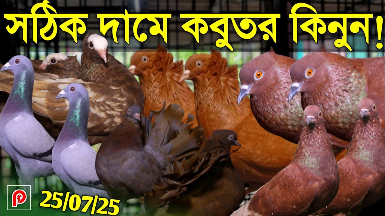 একদম সঠিক দামে কবুতর কিনুন | মানসম্মত বেশকিছু কালেকশন 👌 বাজারে কবুতরের দাম কেমন Pigeon update price