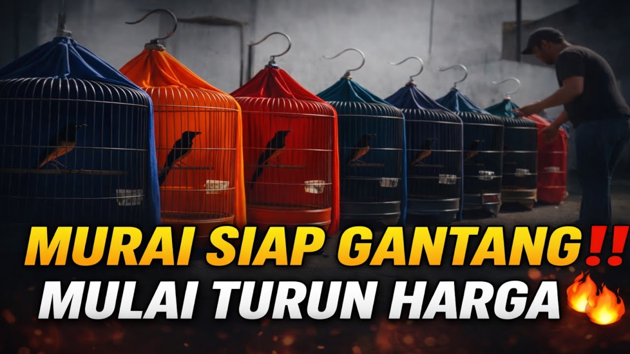 MUMPUNG LAGI TURUN HARGA‼️ MURAI BATU SIAP GANTANG DI JAKARTA 🔥