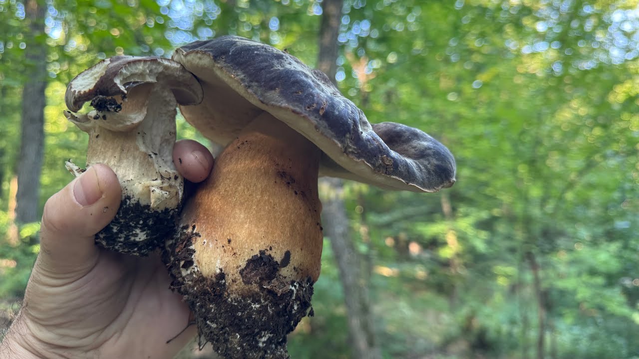 Am cules cei mai frumoși Hribi de vară sezonul ăsta la pădure de foioase  Așteptăm  hribii de toamnă