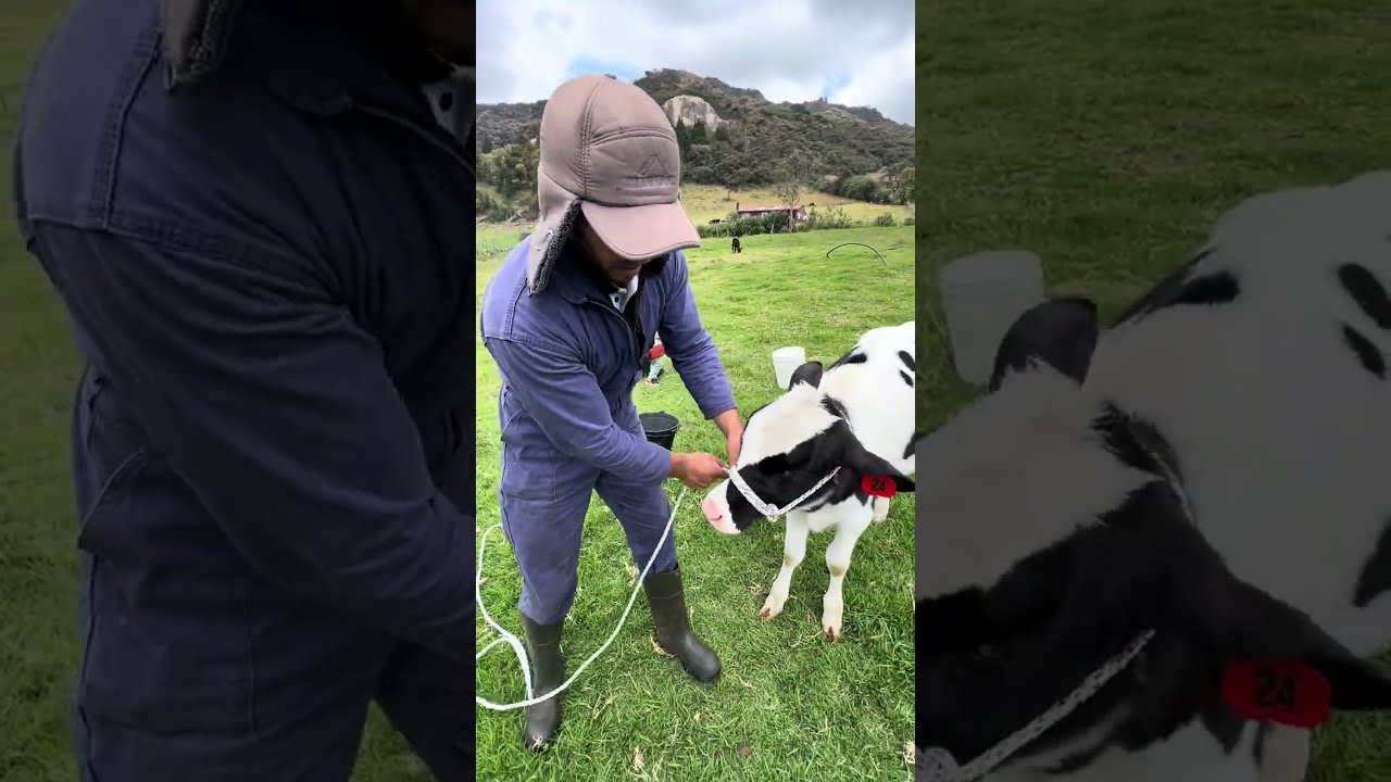 Así se hace un cabezal para las vacas 🐄