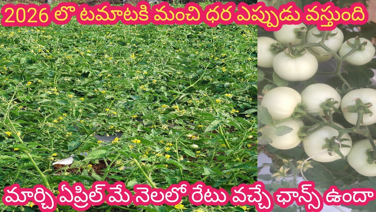 2026లో టమాటా కీ మంచి ధర ఎప్పుడు వస్తుంది || మార్చ్ ఏప్రిల్ మే నెలలో రేట్ వచ్చే ఛాన్స్ ఉందా | farming