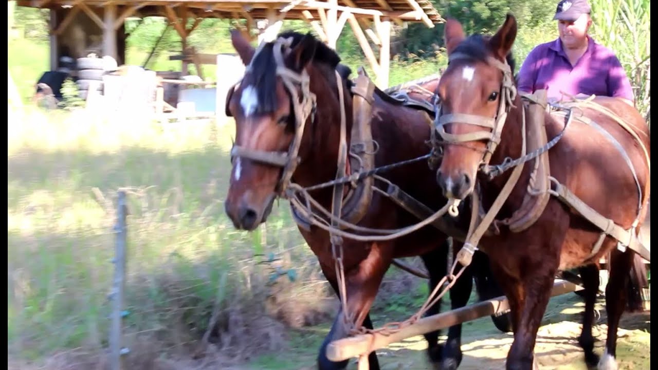 Colocando os cavalos na carroça para doma do Potro | Coração Campeiro