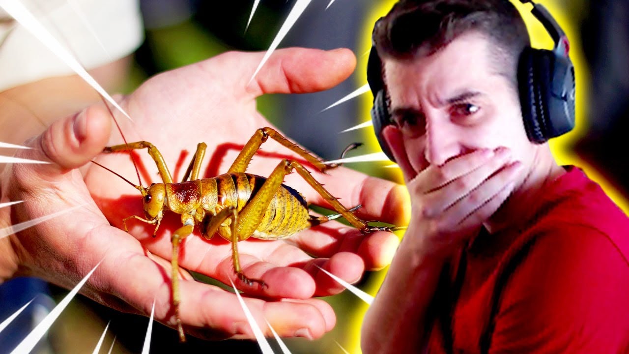 10 ANIMALES que NO TOCARÍAS! 🤢 | Reaccionando
