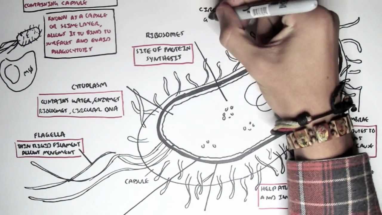Microbiology - Bacteria (Structure)