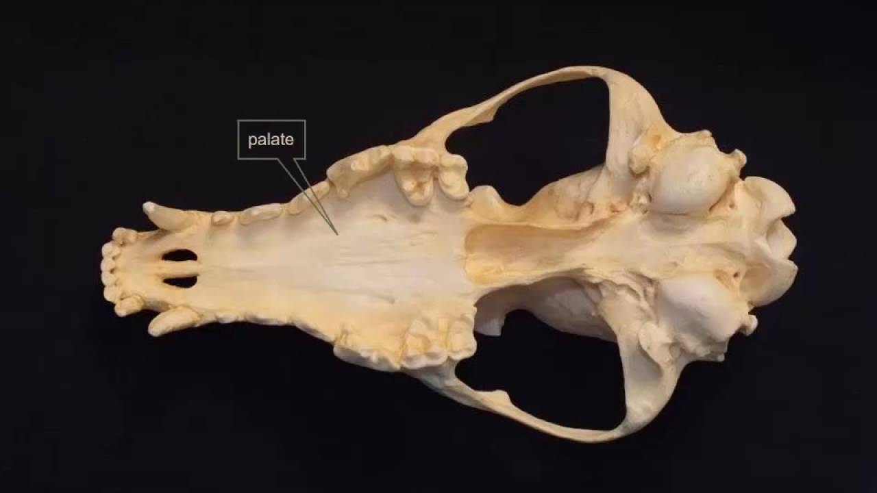 Mammal Skull Identification Lecture