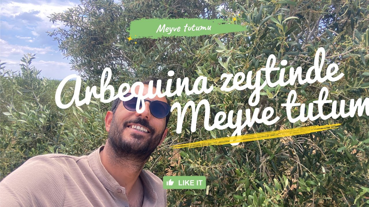 10 yaşındaki Arbequina zeytin bah&ccedil;esinde meyve tutumu? İspanyol zeytini dikilir mi? #arbequina