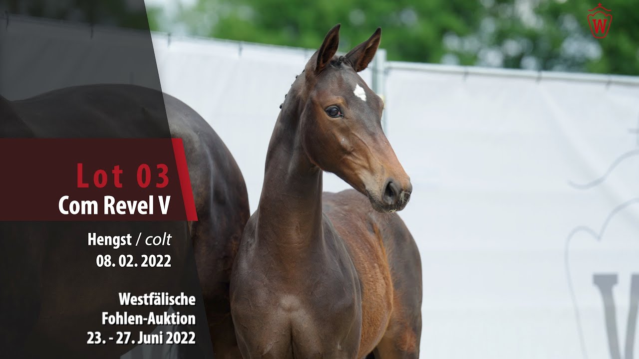Fohlen-Auktion Lot 03 Com Revel V Hengst v. Comilfo Plus Z - Quidam de Revel