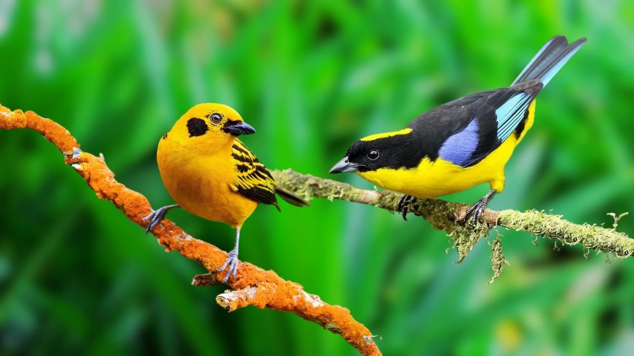 The Sound of Birds Singing - Sounds of Birds Singing in the Forest - Nature Videos to Relax the Mind