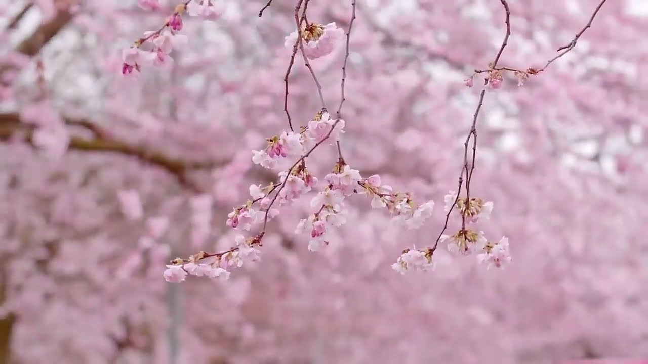 &Acirc;M NHẠC PHỤC HỒI HỆ THẦN KINH 🌿 Nhạc nhẹ nh&agrave;ng, xoa dịu hệ thần kinh v&agrave; dễ chịu