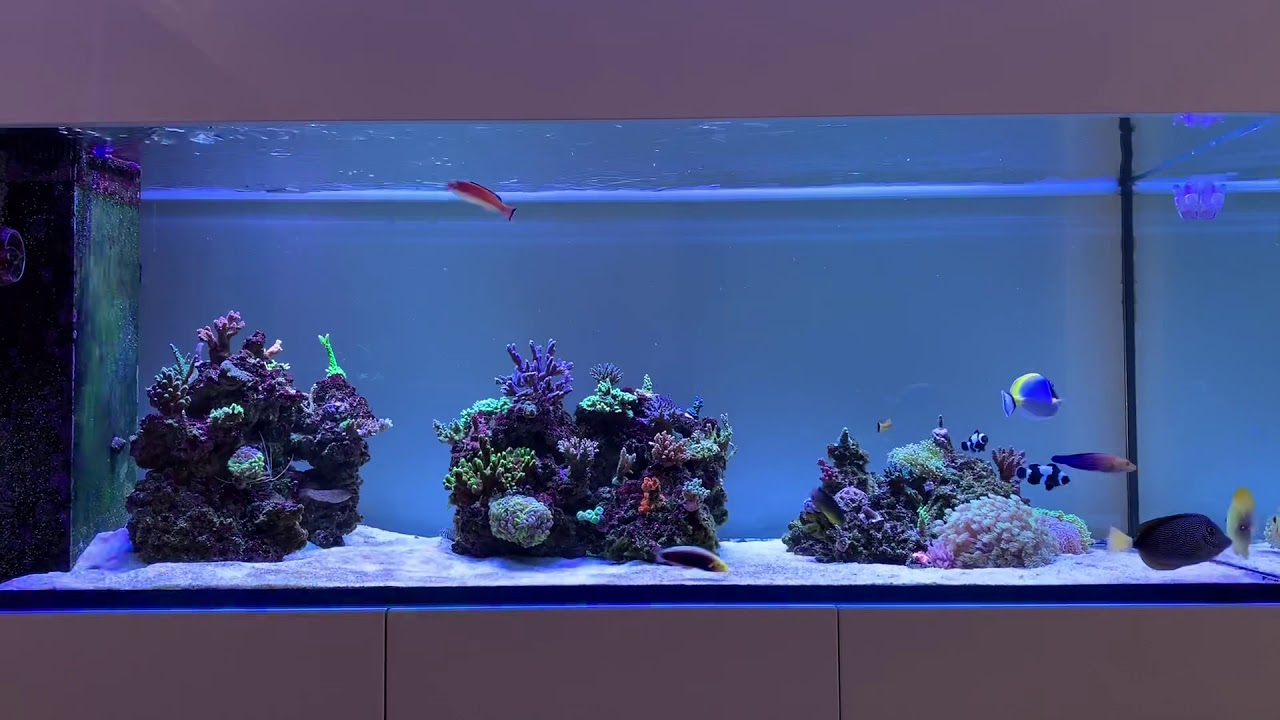 Red Sea 650 Peninsula