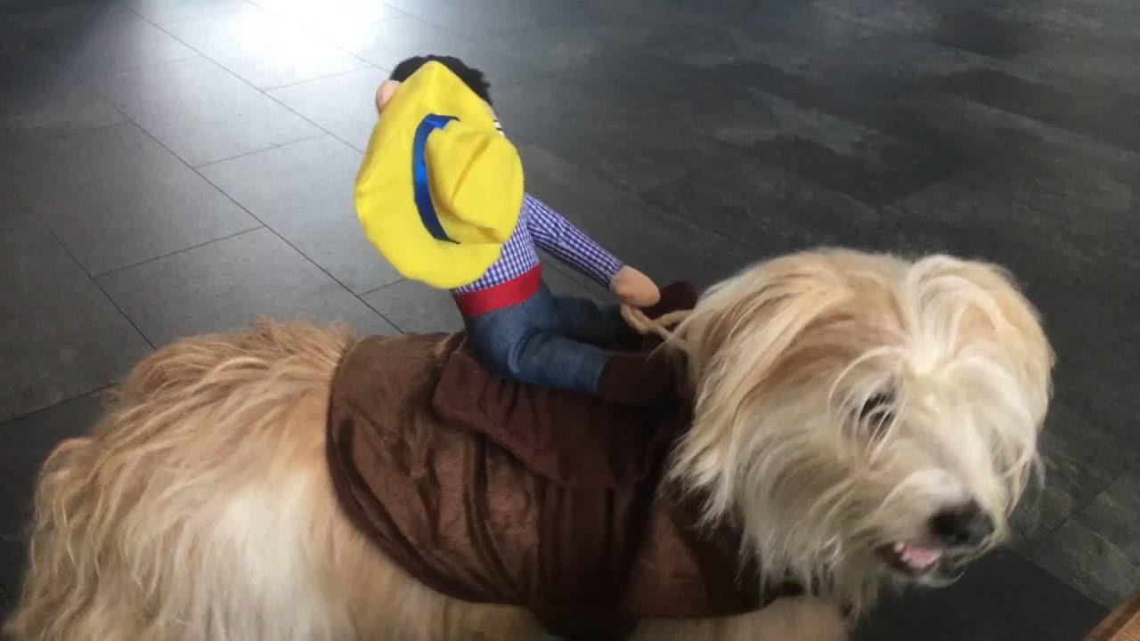 Hummer onze hond met het Cowboy Billie Honden Kostuum