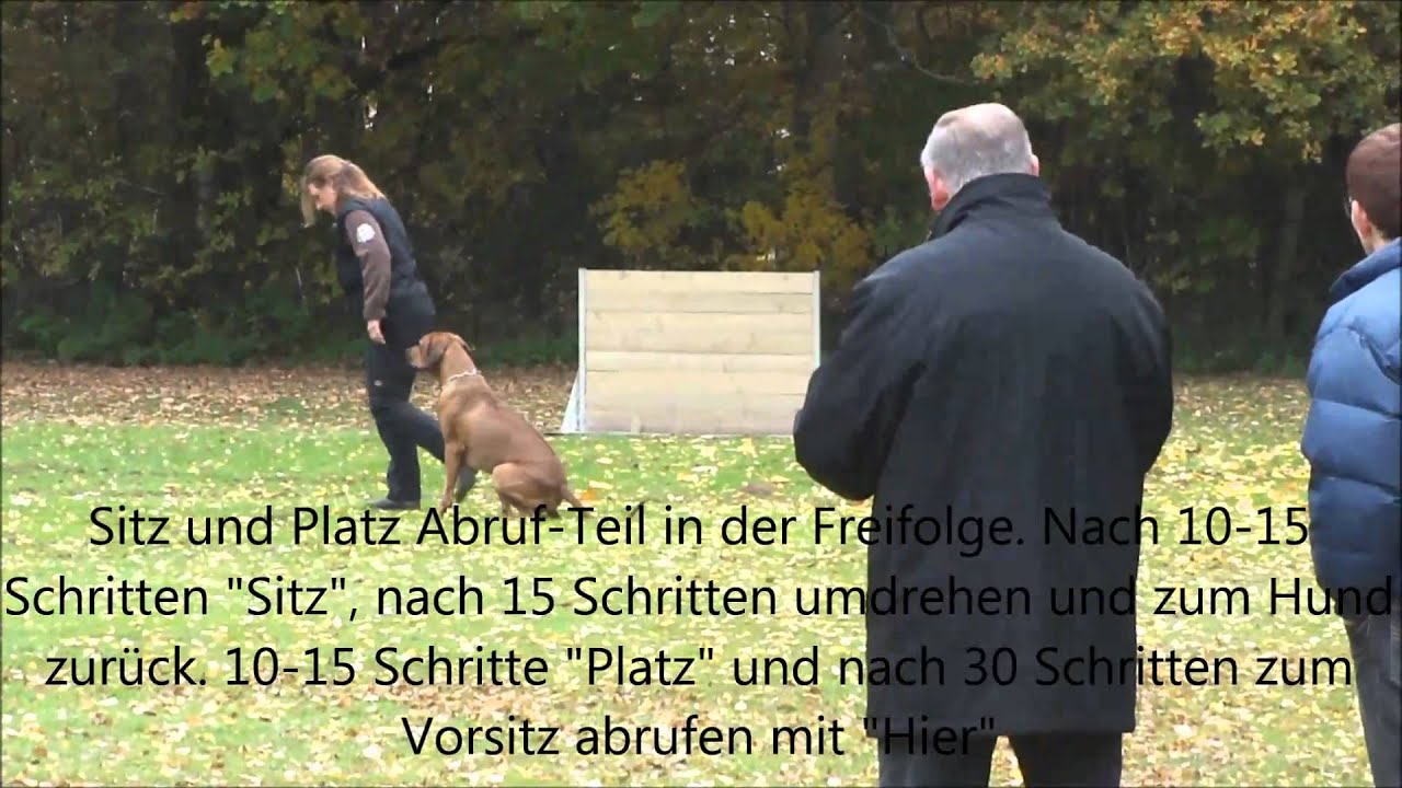 Rhodesian Ridgeback Begleithundeprüfung (BH/VT) nach aktueller IPO 31.Oktober 2015