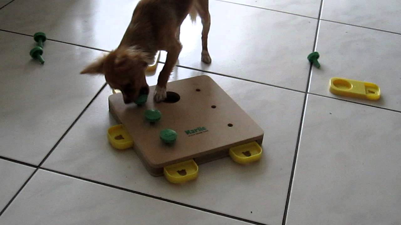 Chihuahua Chica doet doggy brain train Cube van Karlie