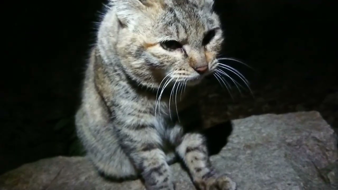定期的に表れる斑系ｷｼﾞ🐯。
