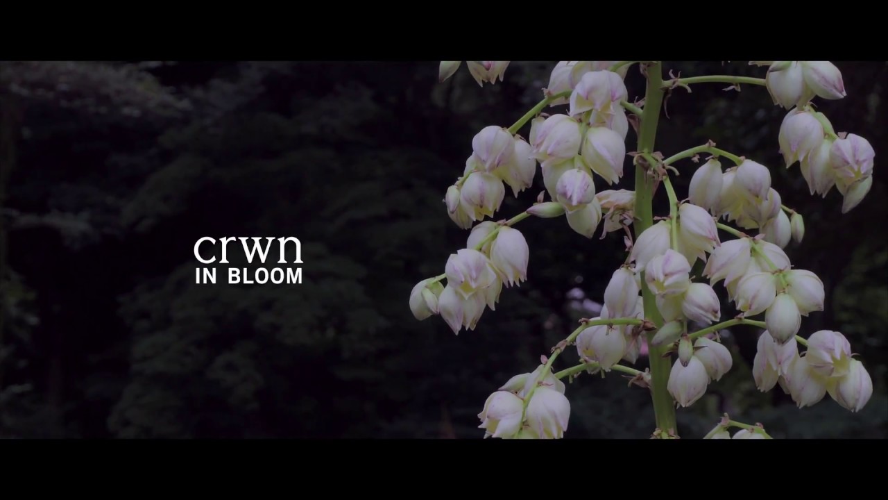 crwn - In Bloom