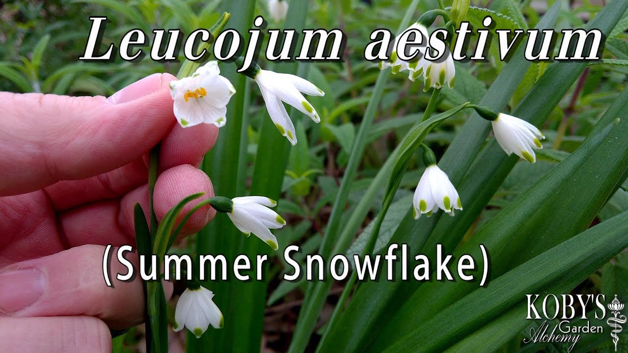 Leucojum aestivum, Summer snowflake. Fresh white awakening, between Winter & Springtime.