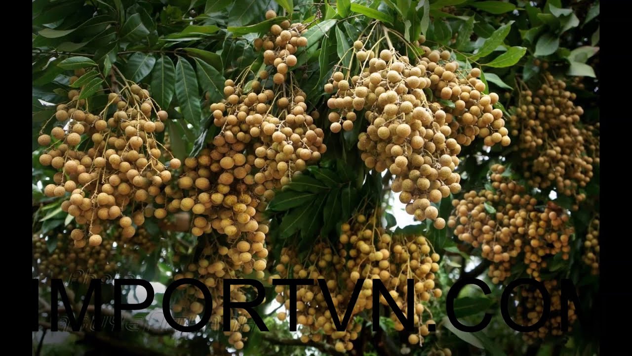 Import Longan from Vietnam