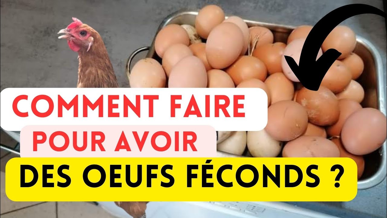 À l'aide : Mes œufs ne sont pas féconds, Que faire ?