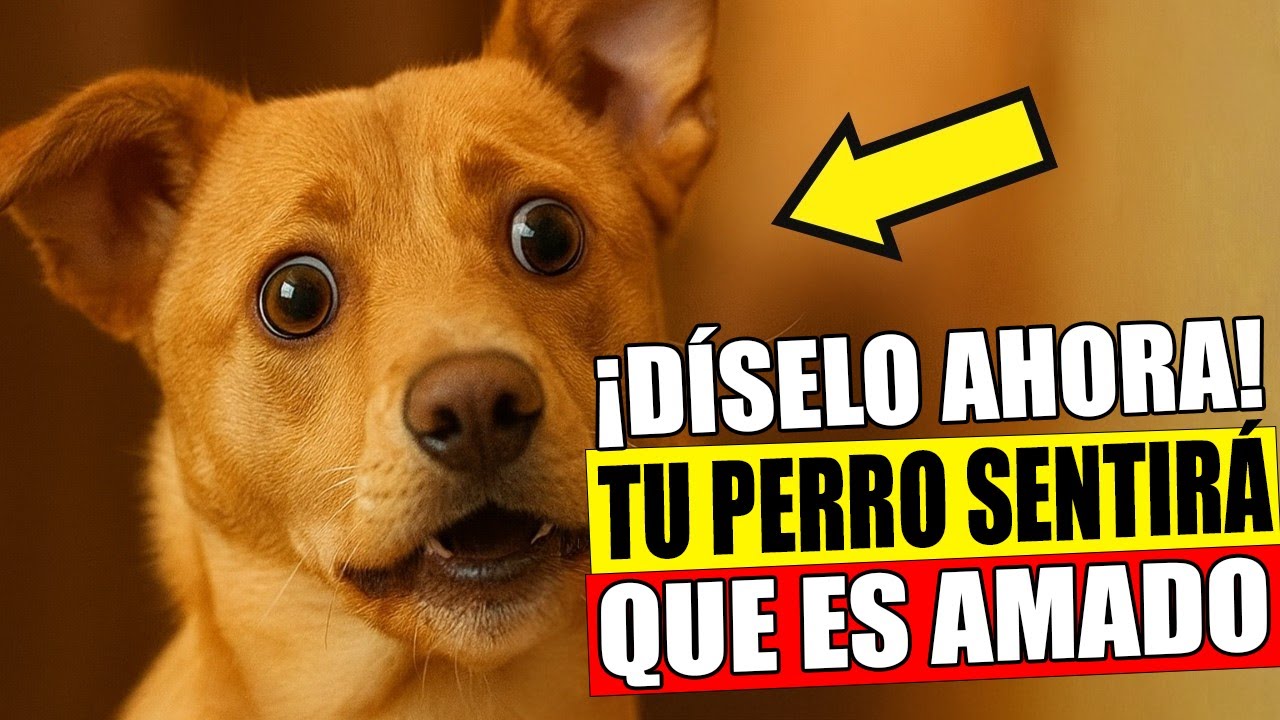 14 Palabras que Harán Que tu Perro Entienda que ¡LO AMAS!
