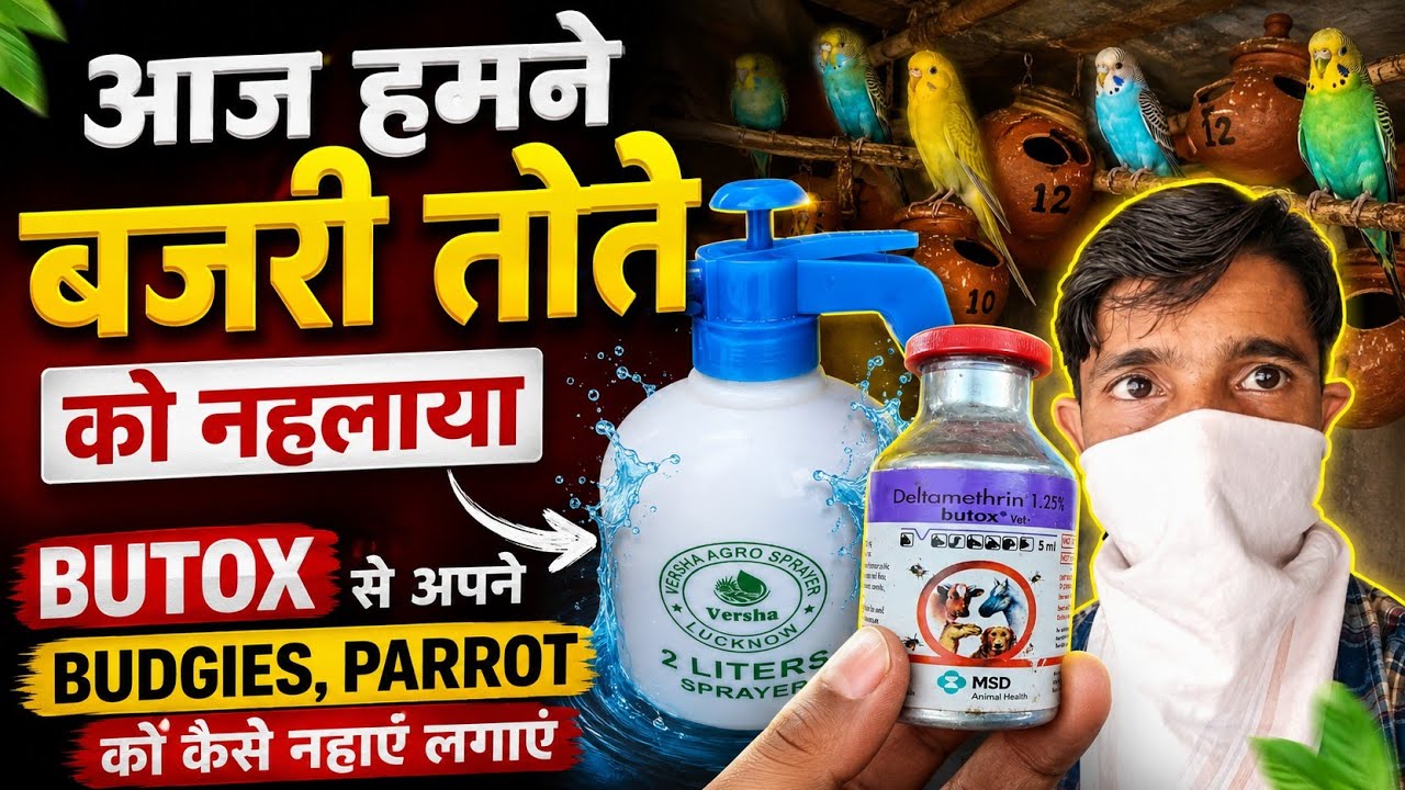 अपने बजरी तोते को Butox से जरूर नहलाना चाहिये ll Lucknow Video Like Share Comment Subscribe 
