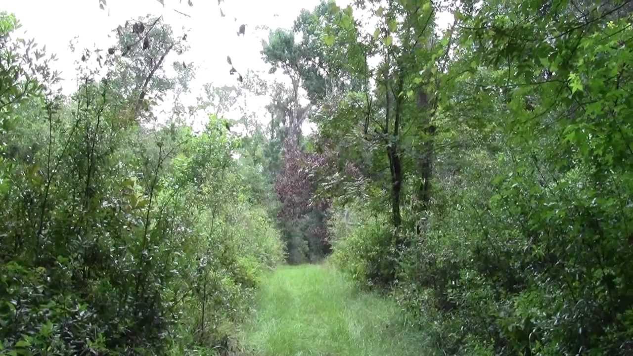 Old Bellamy Road Hike