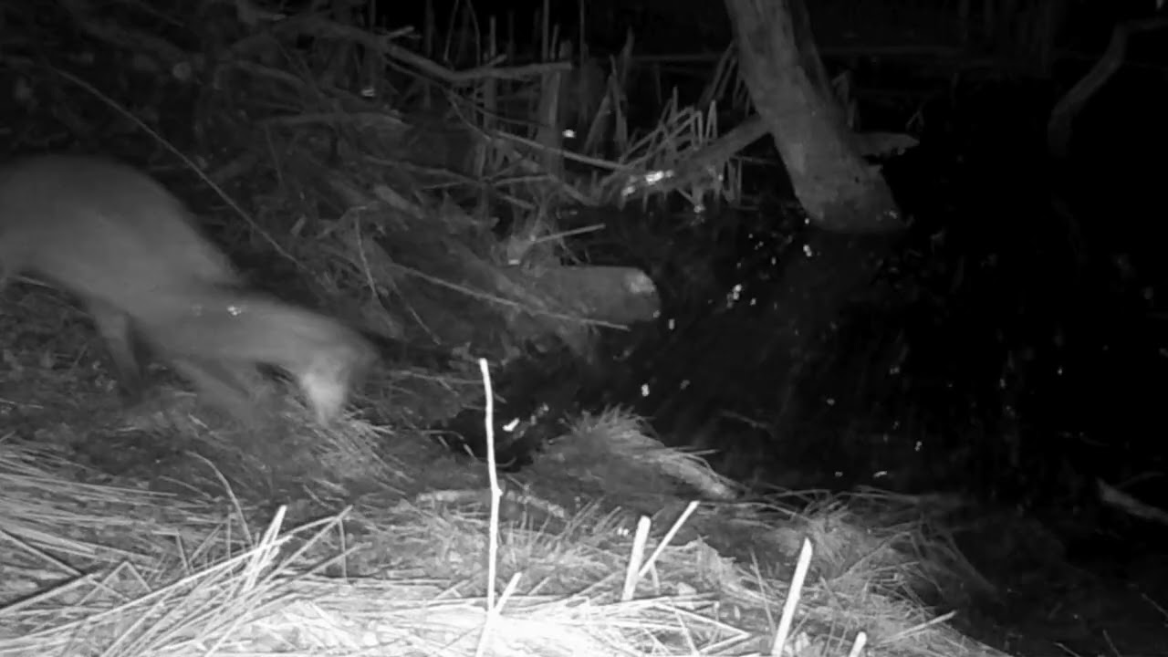 Beaver surprises fox with a tail slap
