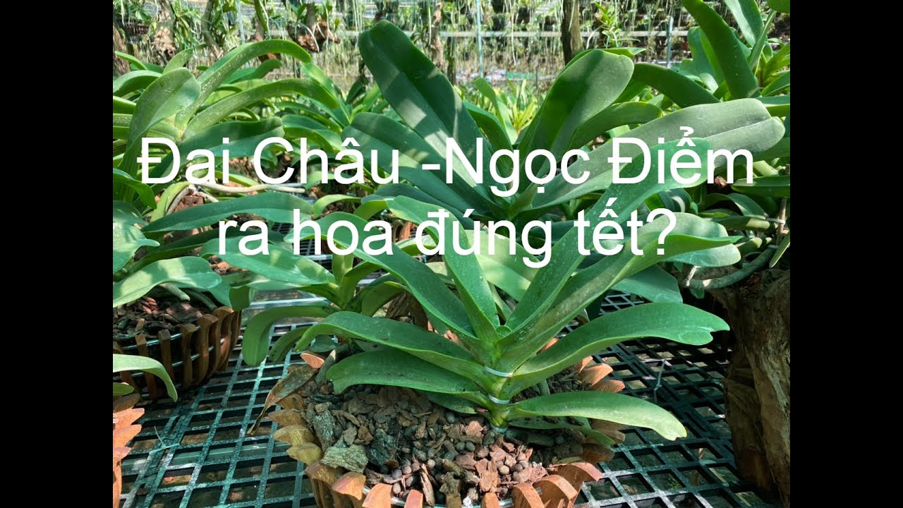 dai chau, xử l&yacute; ra hoa tết