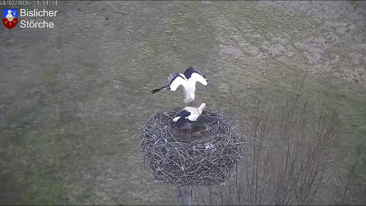 Bocian wygania gęsi 🪿🪿  Bislich Storch, DE - 13 02 2026
