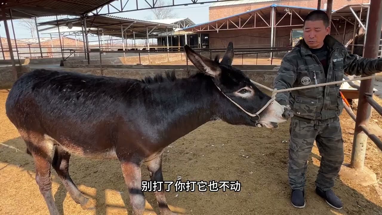 倔驢命懸修蹄！鬆綁瞬間救回，老手藝解壓救急 修蹄現場驢脾氣大爆發，差點窒息休克！關鍵時刻鬆綁救急，看老匠人如何化解危機，治癒又驚險。 #修毛驢蹄子#解壓#三農#手藝人#原創