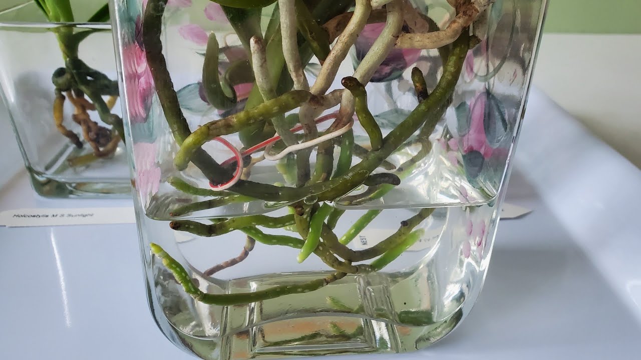兰花，几棵水培的万代兰