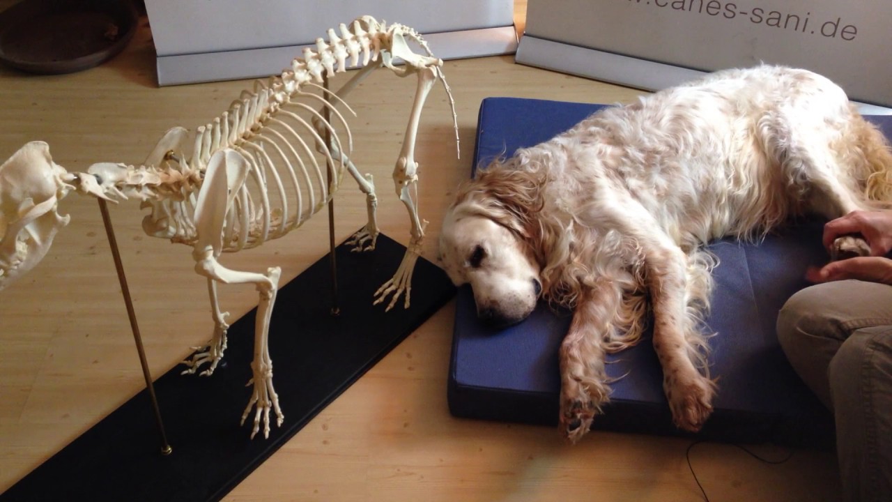 Hundeskelett