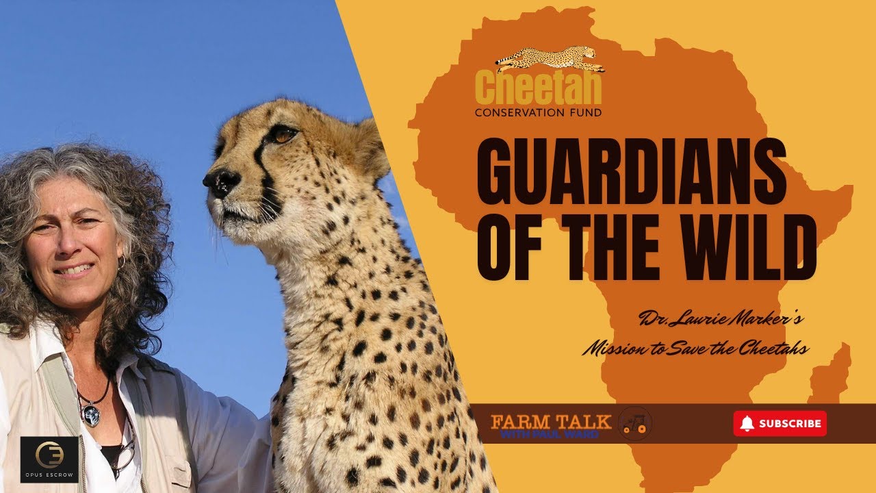 Guardians of the Wild: Dr. Laurie Marker’s Mission to Save the Cheetahs #cheetah #africa