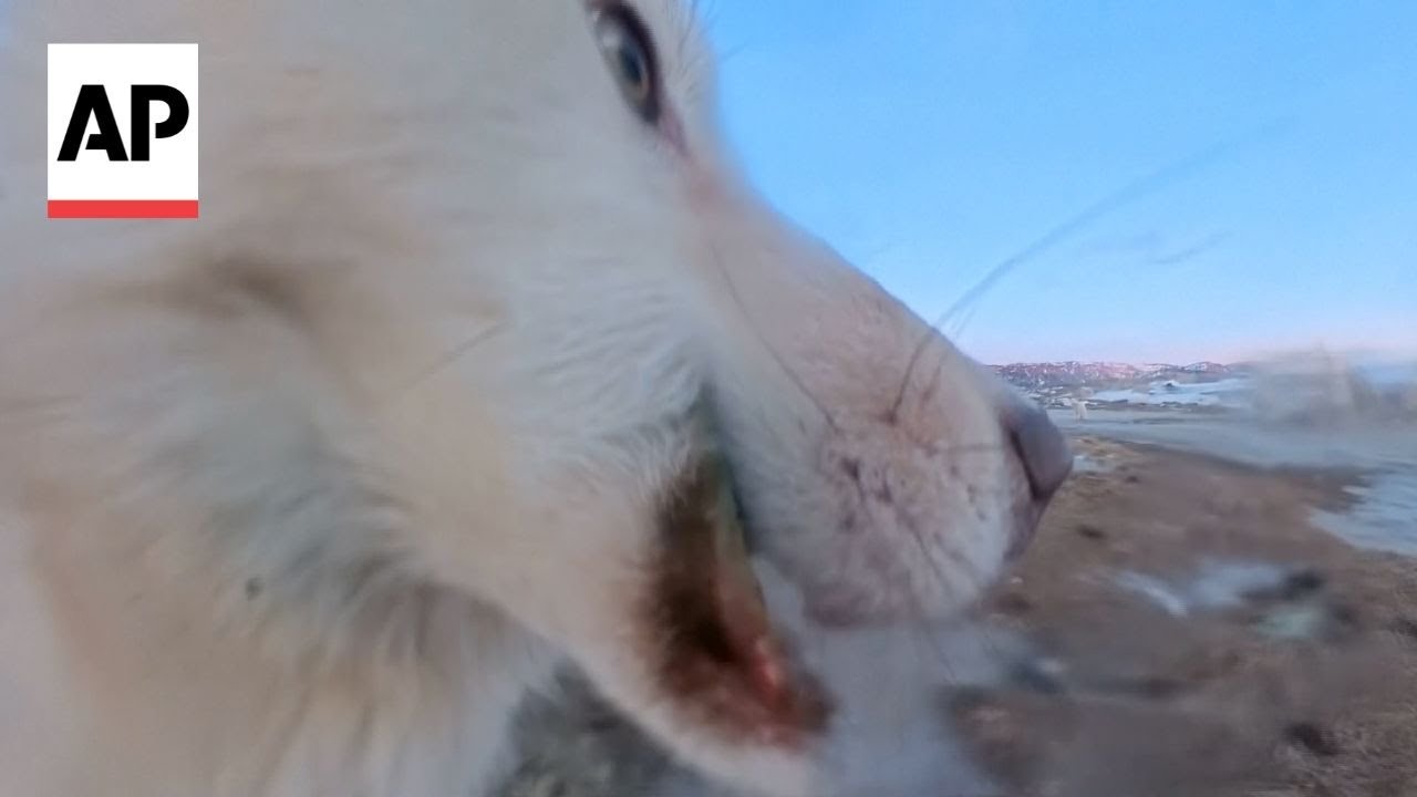 Watch the moment a Greenland sled dog steals AP camera
