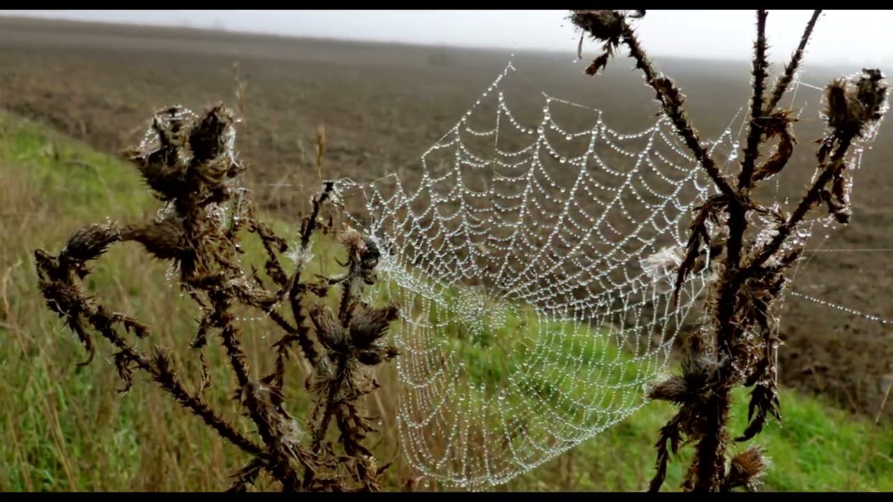 spider webs