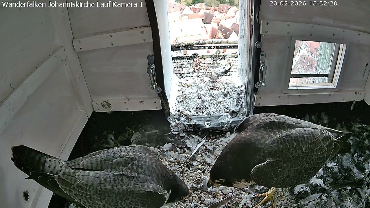 Balz im Nistkasten Kamera 1 Teil 1 (23.02.2016)