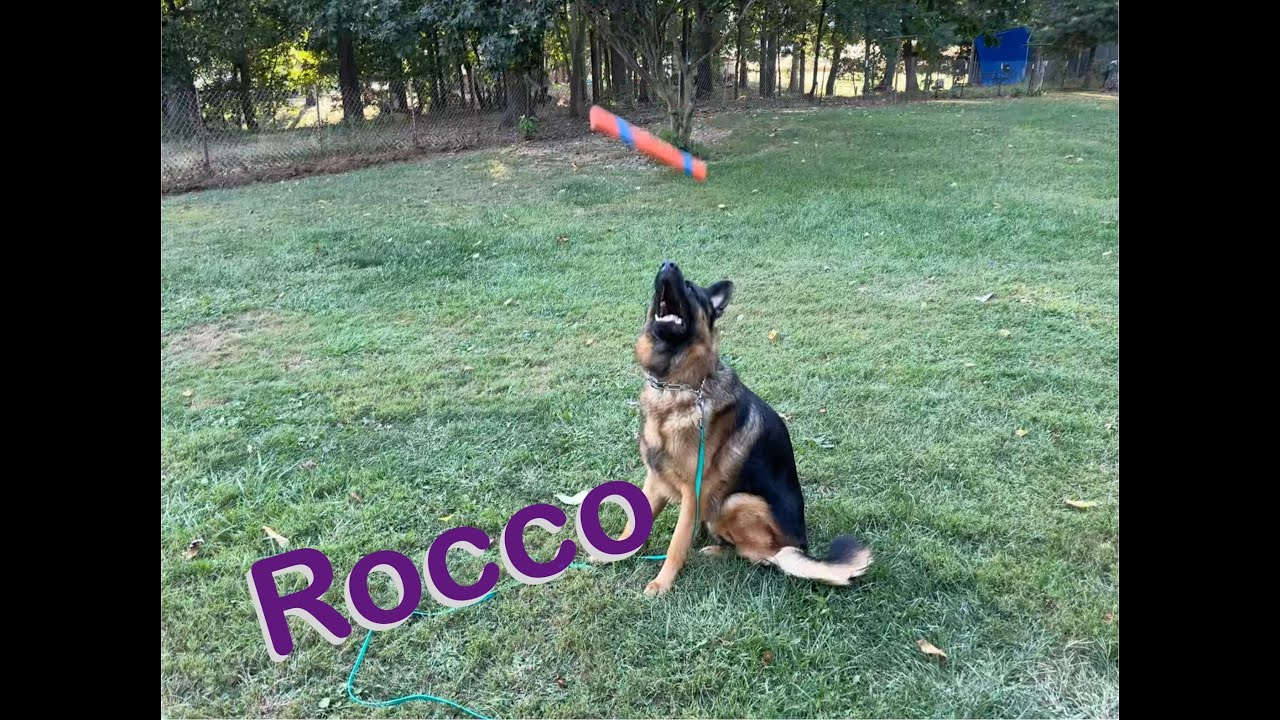 German Shepherd Rocco Gains Confidence and Reliable Obedience