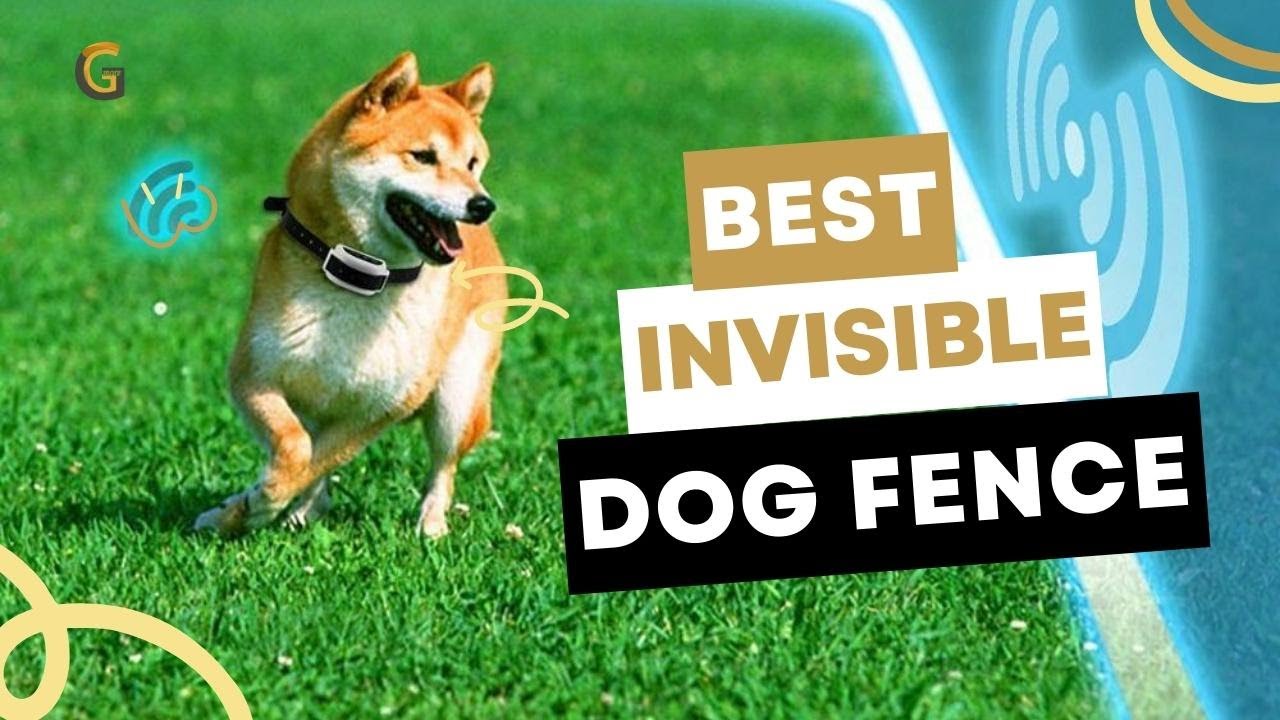 Best Invisible Dog Fence | Top 5 Invisinle Dog Fence 2023