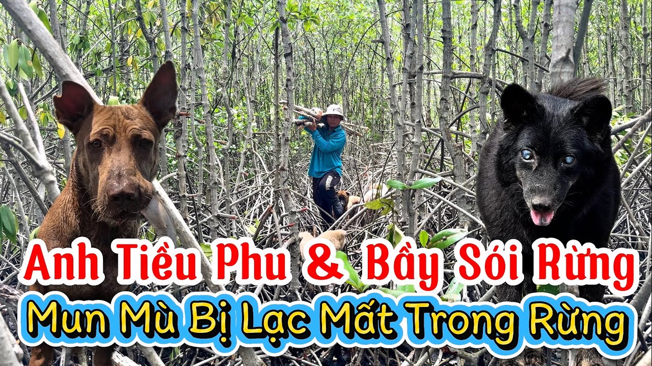 Anh Tiều Phu Và Bầy Sói Rừng Trong Cánh Rừng Đước - Mun Mù Bị Lạc Mất Trong Rừng