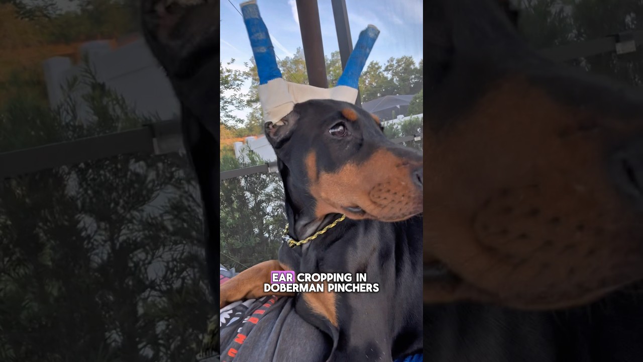 What is ear cropping, and why is it performed on Dobermans? 