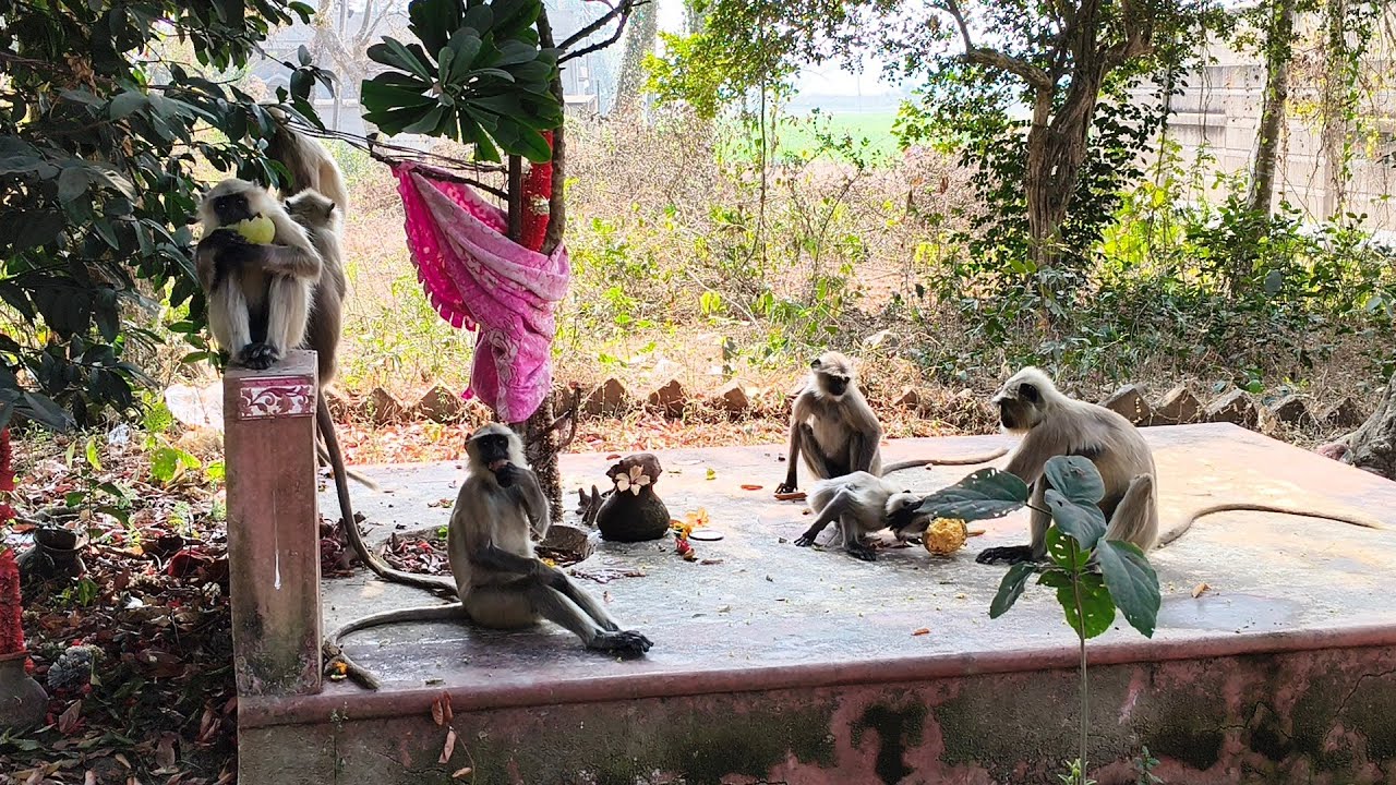 Jay Shri Ram Jay Hanuman Ji 🚩#monkey #hanumanji (জয় শ্রী রাম)🚩🚩