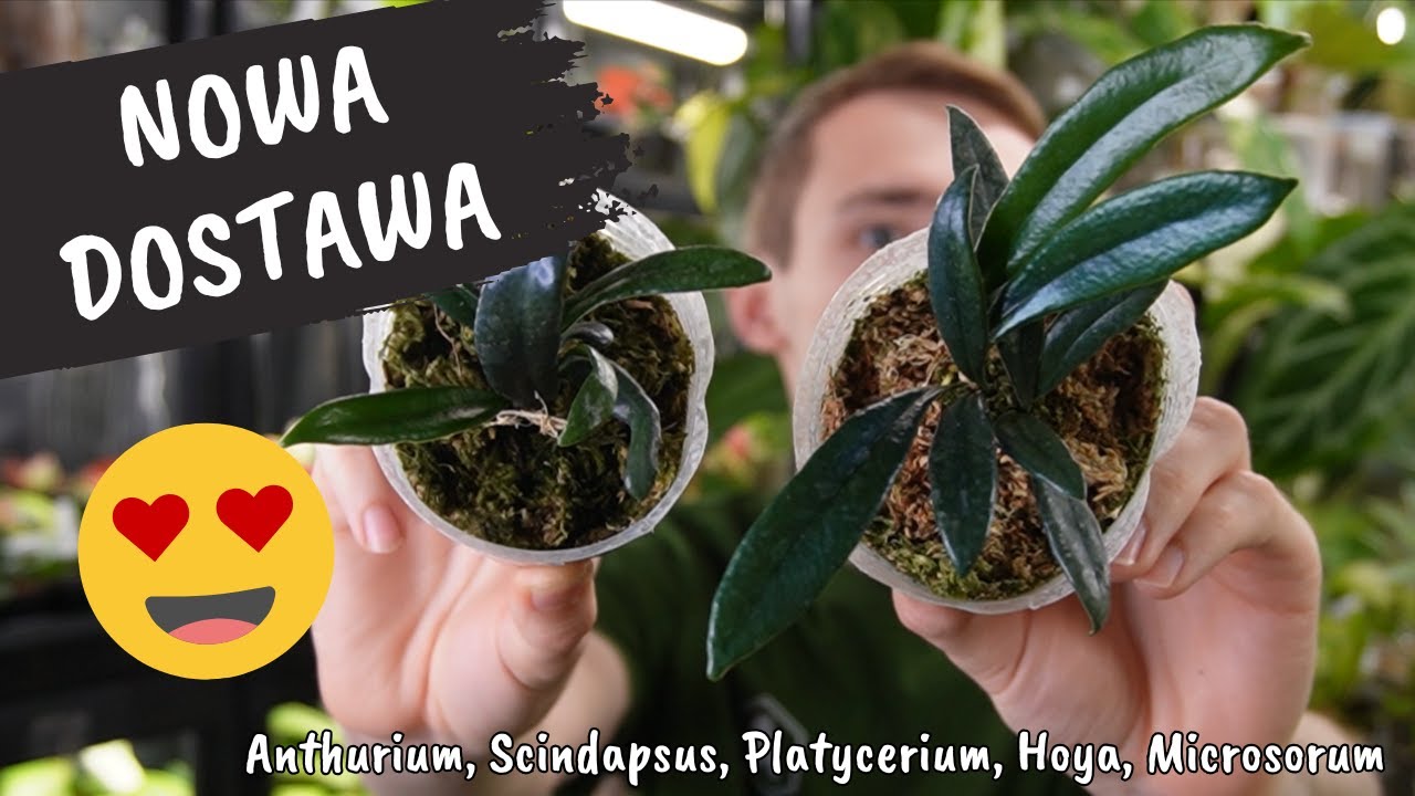 Nowa dostawa roślin Platycerium, Anthurium, Philodendron, Epipremnum, Hoya, Scindapsus