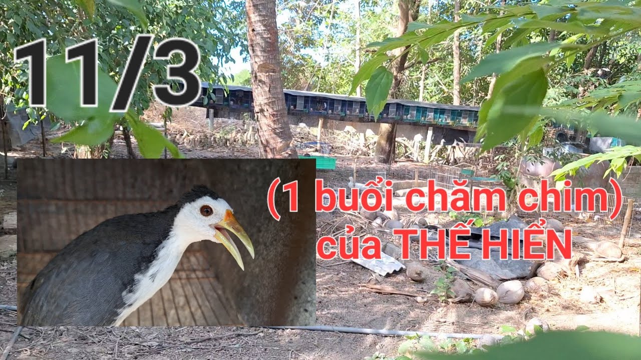 1 buổi chiều chăm s&oacute;c chim cảnh của trại chim Thế Hiển. ch&uacute;c anh em buổi chiều xem video vui vẽ