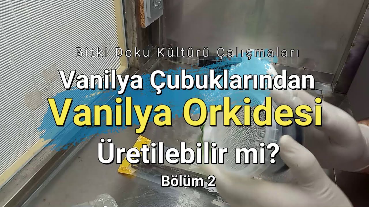 Vanilya Çubuklarından Vanilya Orkidesi Üretilebilir mi? -2